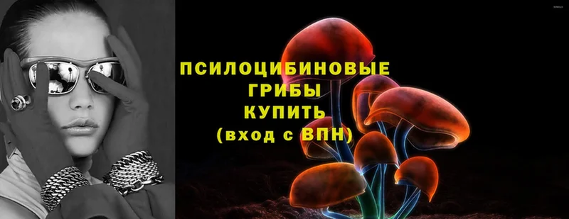 Псилоцибиновые грибы Cubensis  Железноводск 